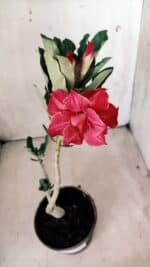 Planta Dobrada 2813 – 30cm – 02 anos - Imagem 4