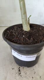 Planta Dobrada 2814 – 30cm – 02 anos - Imagem 6