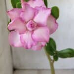 Planta Dobrada 2814 – 30cm – 02 anos