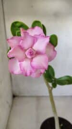 Planta Dobrada 2814 – 30cm – 02 anos