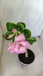 Planta Dobrada 2814 – 30cm – 02 anos - Imagem 4