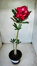 Planta Dobrada 2815 – 30cm – 02 anos - Imagem 2