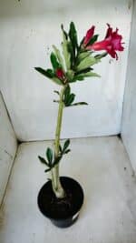 Planta Dobrada 2815 – 30cm – 02 anos - Imagem 4