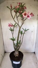 Planta Dobrada 2816 – 50cm – 04 anos - Imagem 2