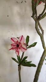 Planta Dobrada 2816 – 50cm – 04 anos - Imagem 4