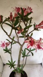 Planta Dobrada 2816 – 50cm – 04 anos - Imagem 5