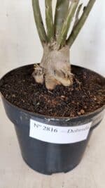 Planta Dobrada 2816 – 50cm – 04 anos - Imagem 9