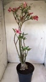 Planta Dobrada 2816 – 50cm – 04 anos - Imagem 8