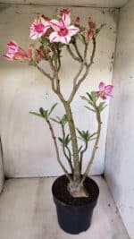 Planta Dobrada 2816 – 50cm – 04 anos - Imagem 7