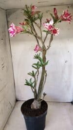 Planta Dobrada 2816 – 50cm – 04 anos - Imagem 6