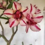 Planta Dobrada 2816 – 50cm – 04 anos