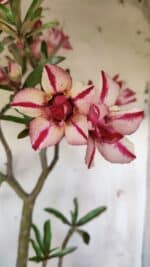 Planta Dobrada 2816 – 50cm – 04 anos