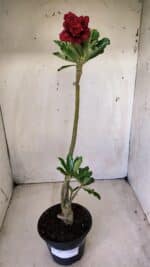 Planta Dobrada 2817 – 30cm – 02 anos - Imagem 2