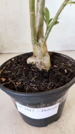 Planta Dobrada 2817 – 30cm – 02 anos - Imagem 7