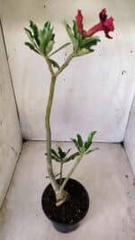 Planta Dobrada 2817 – 30cm – 02 anos - Imagem 5