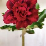 Planta Dobrada 2817 – 30cm – 02 anos