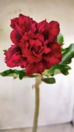 Planta Dobrada 2817 – 30cm – 02 anos