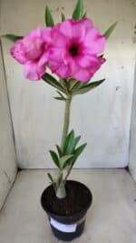 Planta Dobrada 2818 – 30cm – 02 anos - Imagem 2