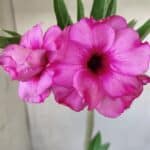 Planta Dobrada 2818 – 30cm – 02 anos