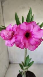 Planta Dobrada 2818 – 30cm – 02 anos