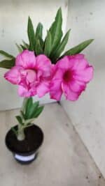 Planta Dobrada 2818 – 30cm – 02 anos - Imagem 6