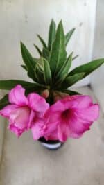 Planta Dobrada 2818 – 30cm – 02 anos - Imagem 4