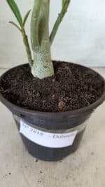 Planta Dobrada 2818 – 30cm – 02 anos - Imagem 8