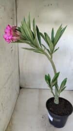 Planta Dobrada 2818 – 30cm – 02 anos - Imagem 7