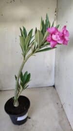 Planta Dobrada 2818 – 30cm – 02 anos - Imagem 5