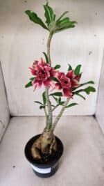 Planta Dobrada 2819 – 45cm – 03 anos - Imagem 2