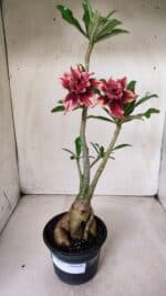 Planta Dobrada 2819 – 45cm – 03 anos - Imagem 7