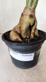 Planta Dobrada 2819 – 45cm – 03 anos - Imagem 4