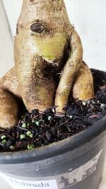 Planta Dobrada 2819 – 45cm – 03 anos - Imagem 6