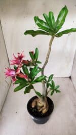 Planta Dobrada 2819 – 45cm – 03 anos - Imagem 9