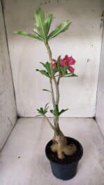 Planta Dobrada 2819 – 45cm – 03 anos - Imagem 8