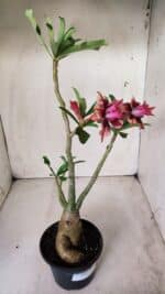 Planta Dobrada 2819 – 45cm – 03 anos - Imagem 5