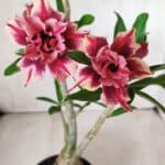 Planta Dobrada 2819 – 45cm – 03 anos