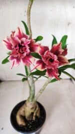 Planta Dobrada 2819 – 45cm – 03 anos