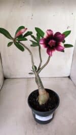 Planta Dobrada 2820 – 30cm – 02 anos - Imagem 2