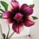 Planta Dobrada 2820 – 30cm – 02 anos