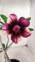 Planta Dobrada 2820 – 30cm – 02 anos