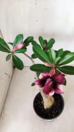 Planta Dobrada 2820 – 30cm – 02 anos - Imagem 4