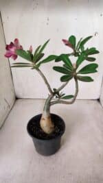 Planta Dobrada 2820 – 30cm – 02 anos - Imagem 7