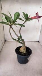 Planta Dobrada 2820 – 30cm – 02 anos - Imagem 6