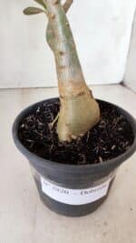 Planta Dobrada 2820 – 30cm – 02 anos - Imagem 5