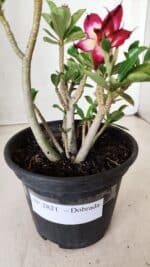 Planta Dobrada 2821 – 30cm – 02 anos - Imagem 2