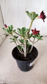 Planta Dobrada 2821 – 30cm – 02 anos - Imagem 7