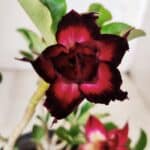 Planta Dobrada 2821 – 30cm – 02 anos