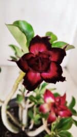 Planta Dobrada 2821 – 30cm – 02 anos