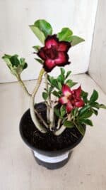 Planta Dobrada 2821 – 30cm – 02 anos - Imagem 5